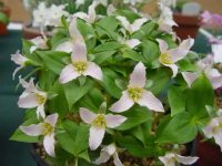 Numerous small pale pink flowers